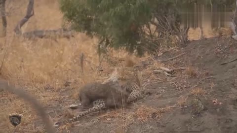 hungry hyenas play with their young at leisure and chase after prey