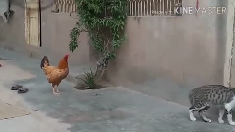 Incredible rooster, dog, cat and monkey.