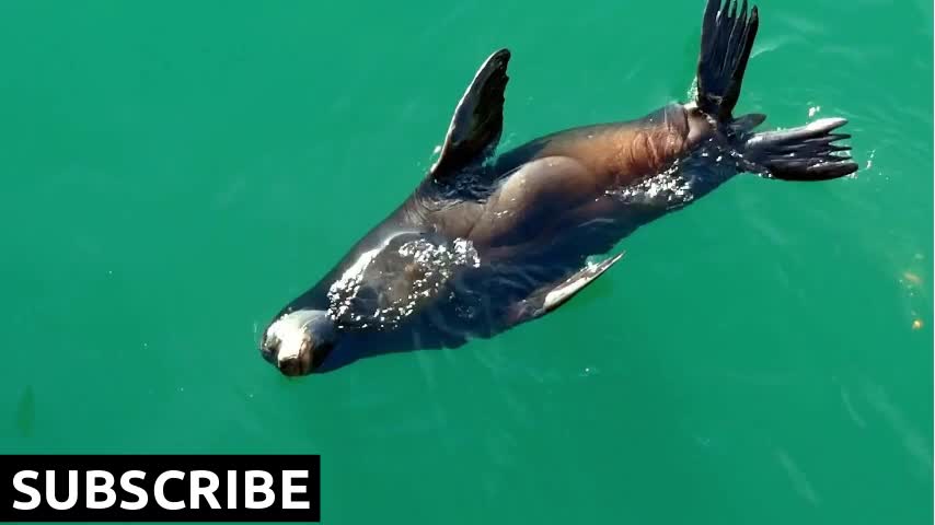 Sea lion swimming and pee in the green water