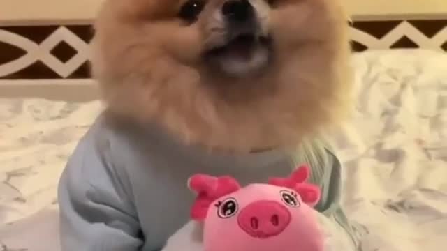 funny video with puppy