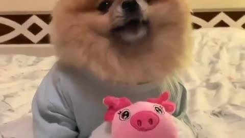 funny video with puppy