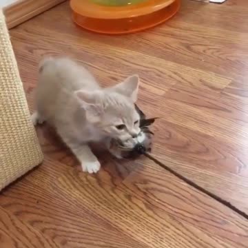 Today the cat is a bit irritable and grabs the toy，Mommy kicked