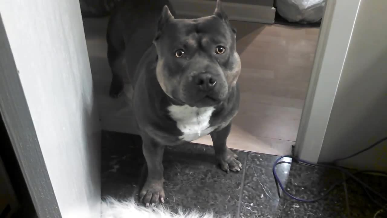 Dog CAN communicate, will answer yes/no questions - nothing like him alive