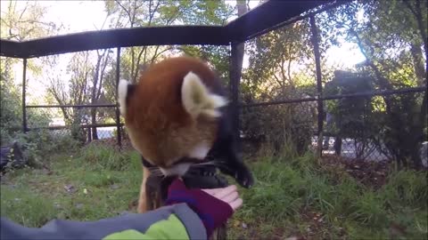 Most Adorable Red Panda - CUTEST Compilation