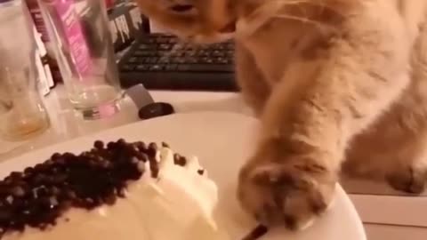 cats.videoss So tasty 👅 😻😻