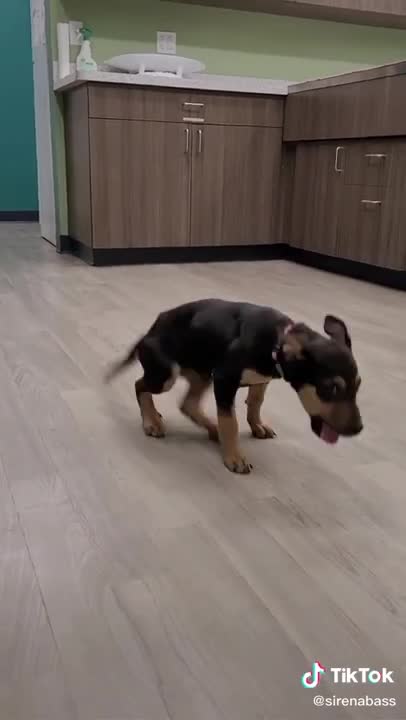 HAPPY DOG DANCING W/ boss
