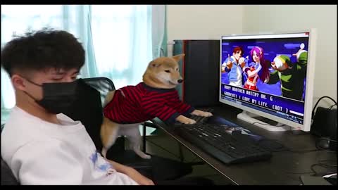 Funny dog playing PC games