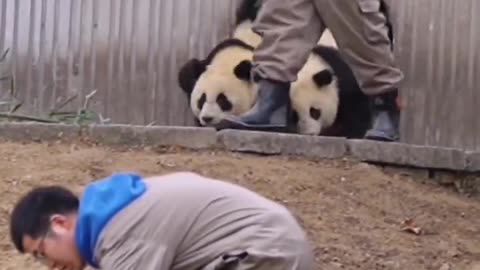 Cute baby panda daily life funny