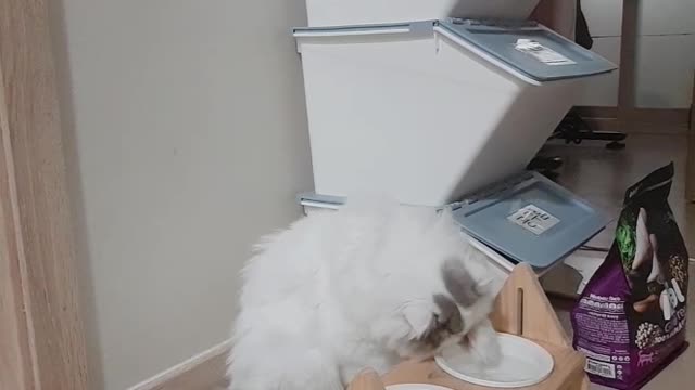 a cat that eats water with its feet