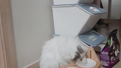 a cat that eats water with its feet