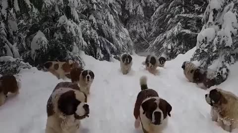 Many dogs are playing under the hill