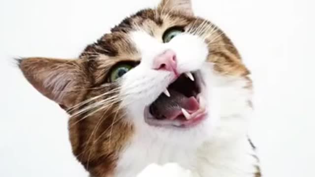 cute cat photo