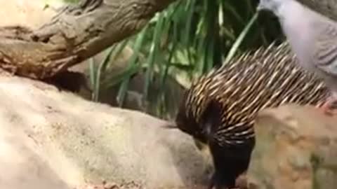 Adorable Echidna
