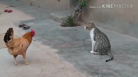 Chicken VS Dog & Cat Funny Fight