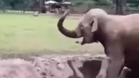 Elephants fight