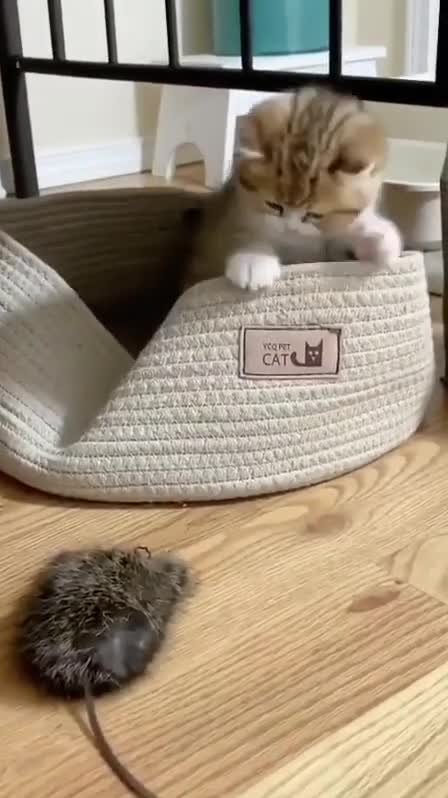 Il est trop mignonAbonné toi si tu aimes !#tropmignon #chatonmignon #chaton #chat