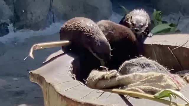 WorldOtterDay Berbudi is taking the time for spring cleaning and deep reorganization!