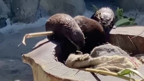 WorldOtterDay Berbudi is taking the time for spring cleaning and deep reorganization!