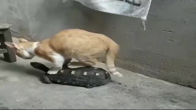 Crazy cat trying to riding on a turtle in a very funny way