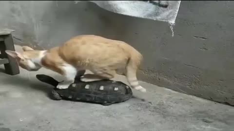 Crazy cat trying to riding on a turtle in a very funny way