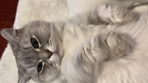 Sleeping time for a cute cat