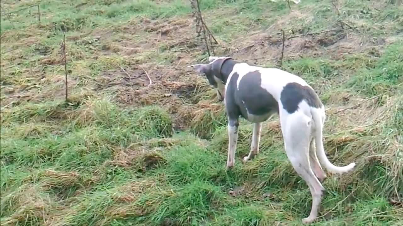 Two dogs catch rabbits