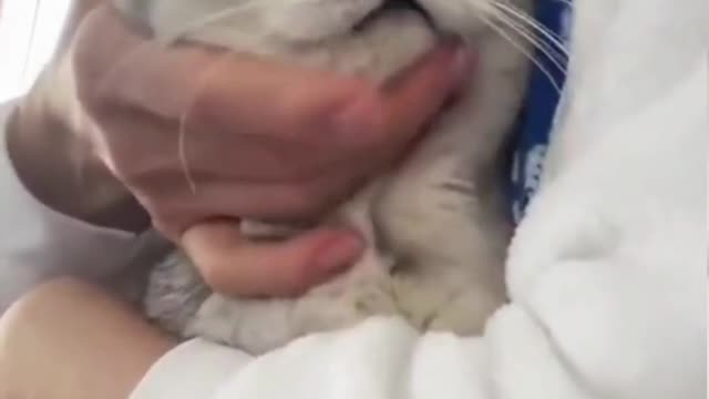 Cat's reaction to being petted