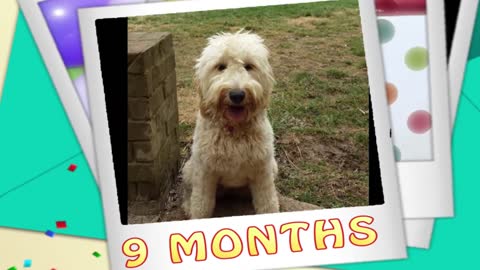 Time lapse: Watch as this puppy grows into an adult!