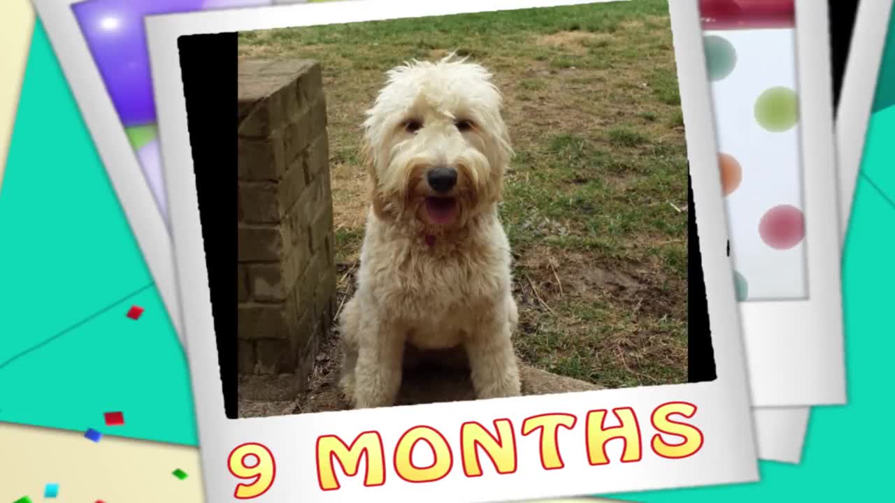 Time lapse: Watch as this puppy grows into an adult!