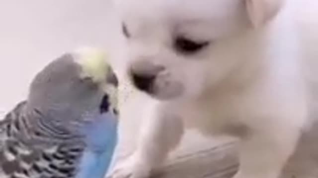 Cute Puppy / Video short