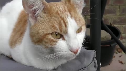 Cats Chilling On The Swing