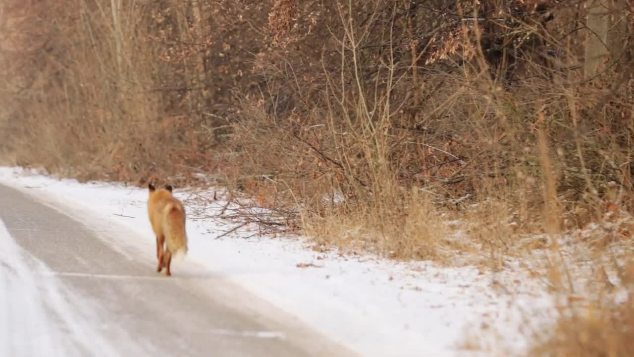 Red Fox Vulpes vulpes during the winter with the snow covered ground