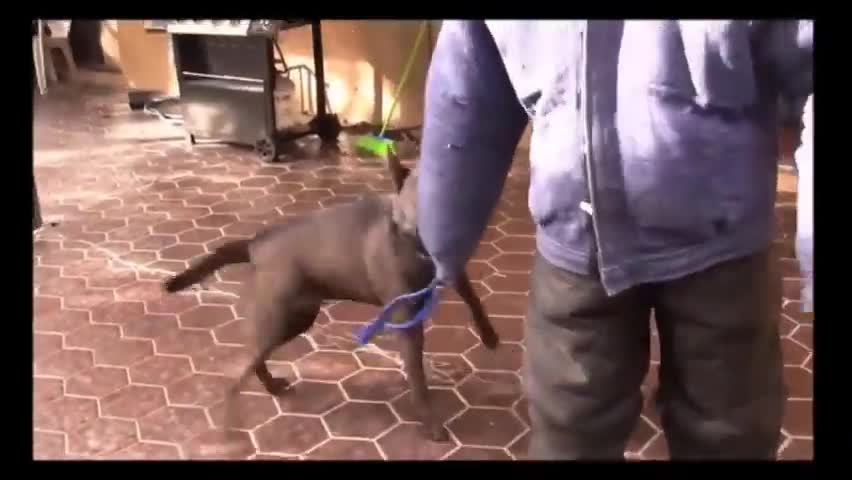 How To Make Dog Agressive Instantly With Few Simple Tricks