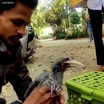 WATCH : Kind Rescuer Saves Hornbill Chick. 👏🏻