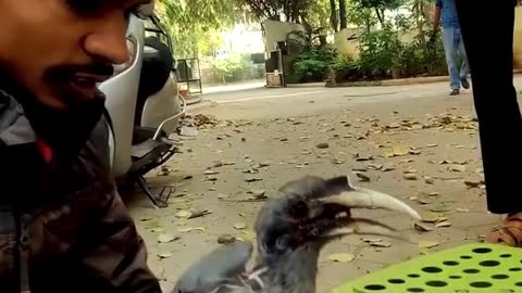 WATCH : Kind Rescuer Saves Hornbill Chick. 👏🏻