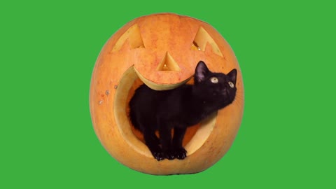 Cat Halloween Pet Kitten Feline Eyes Adorable