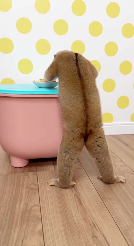 - Don't bother me, woman! 😠😂 🐾