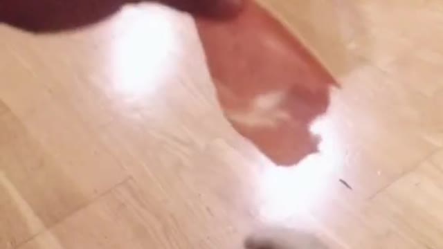 Baby Cats - Cute and Funny Cat Videos Compilation