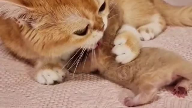 Mother Love for her kitten