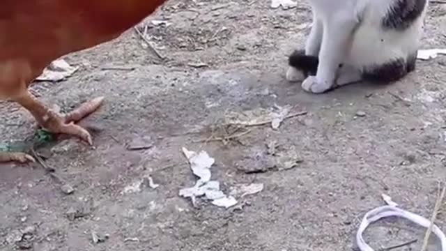 Don't do that #Animals Funny #Animals Life #fowl vs cat #care #Lovely #you hit