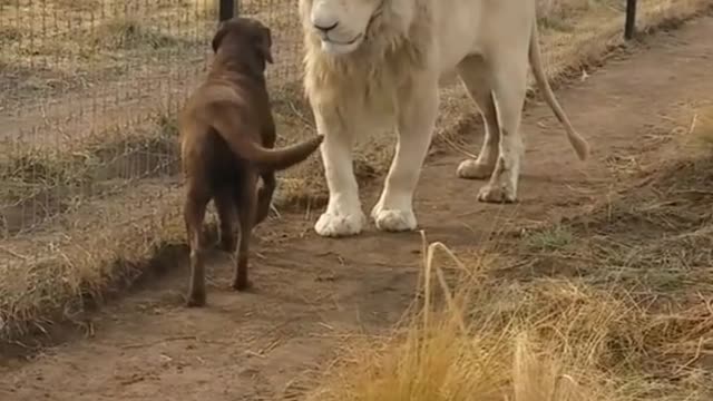 Lion asking dog friend for forgivness