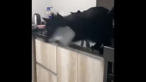 Funniest Cats 😹 - Don't try to hold back Laughter 😂 - Funny Cats Life