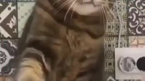 When you try to discipline your cat