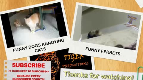 Little kitnes meowing