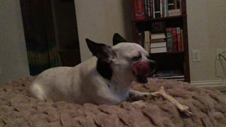Bonita and her bone