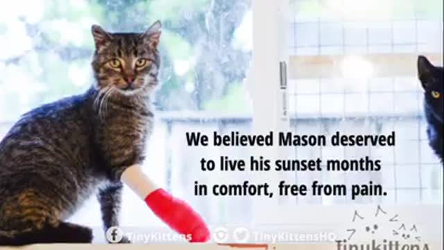 Cat doesn’t Understand what the kittens are for – Until they come closer and he knows it…