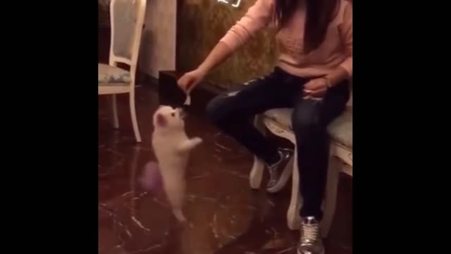 Cat lover