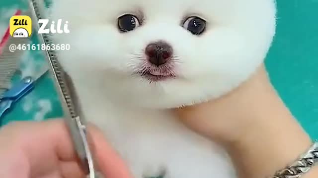 Bathing baby puppy and looking so cute