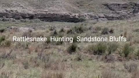 Big bullsnake hunting a packrat den.