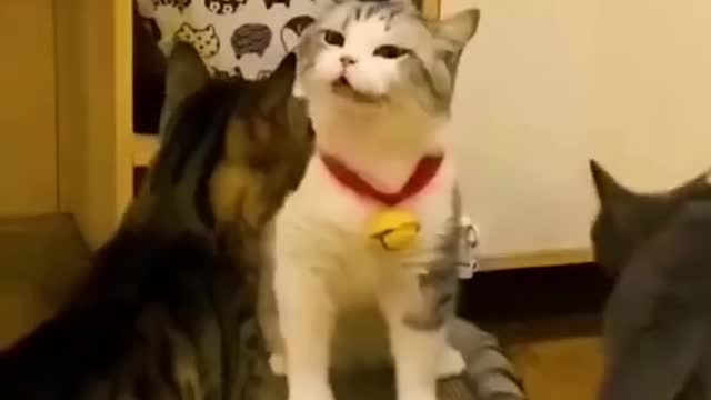 1 minute of Funny Cats 😂😂 | Try to hold back your laugh